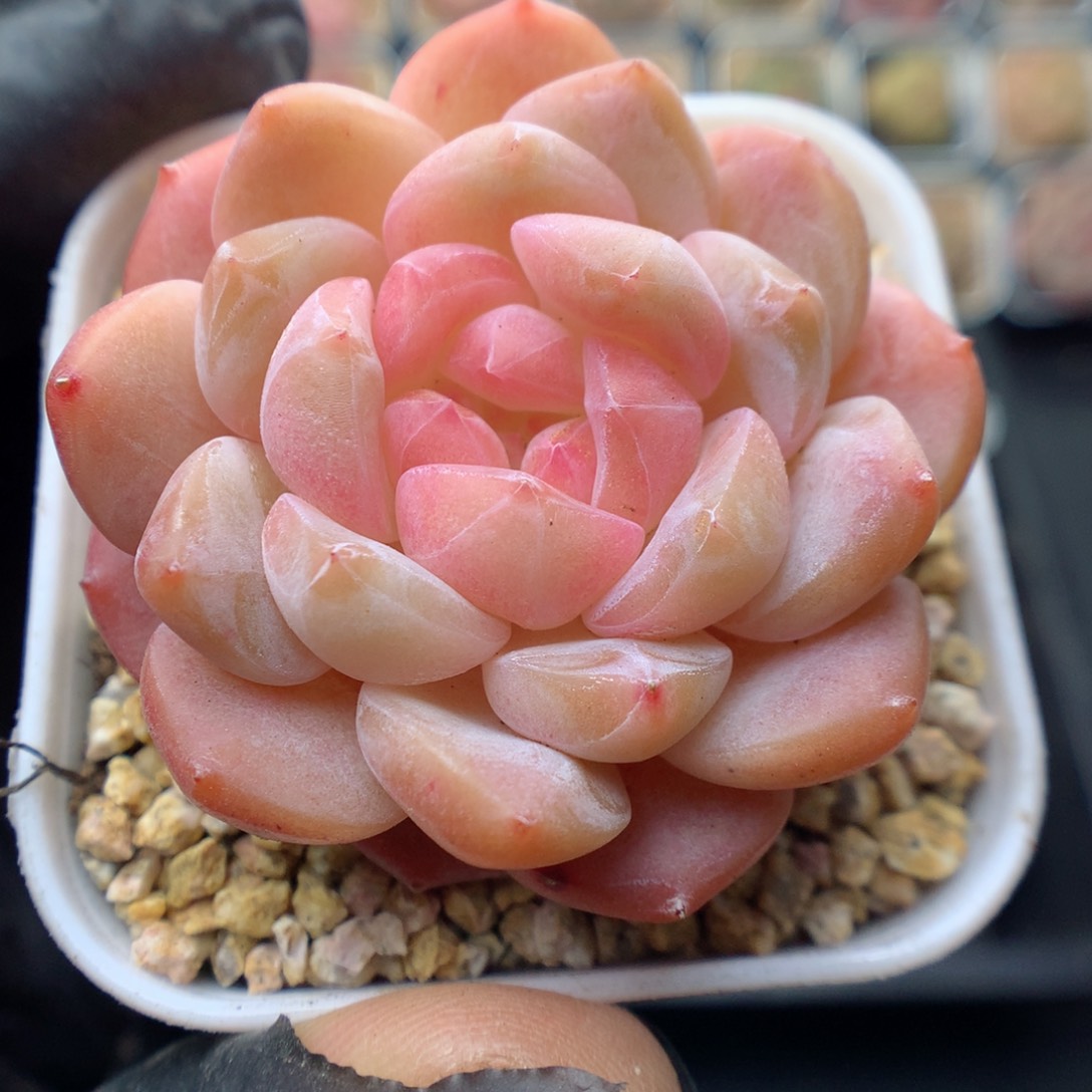 多肉植物。 糖心25