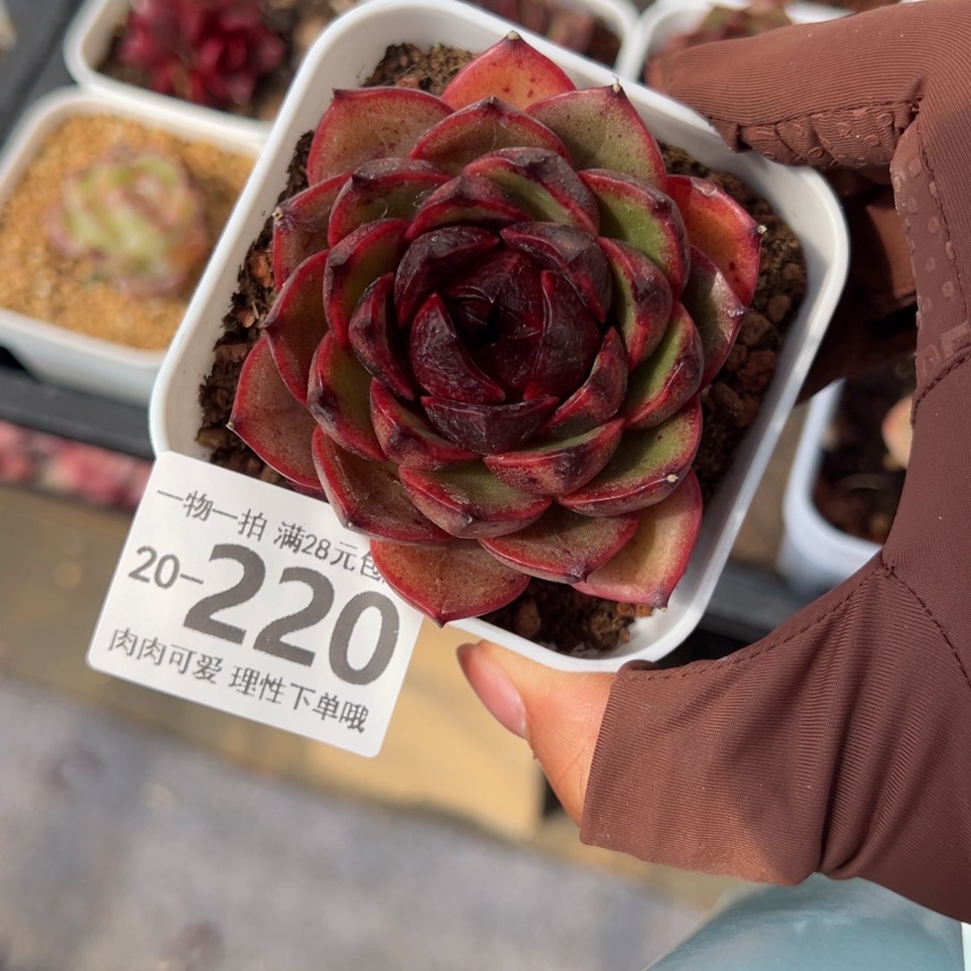 黑果珍妮多肉多肉多肉多肉，