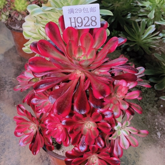 928香奈儿多肉植物