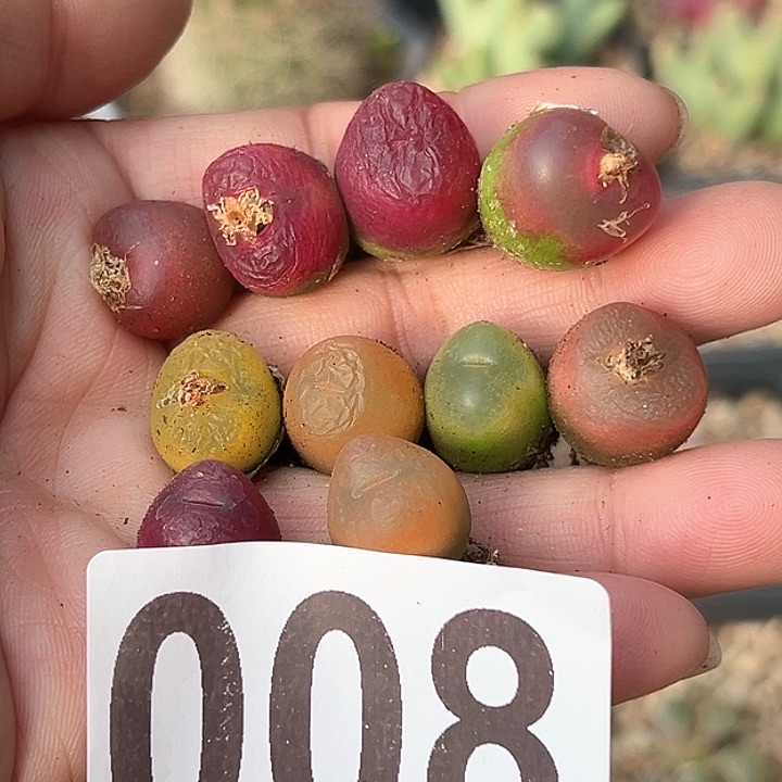 开播福利10颗毛汗尼多肉