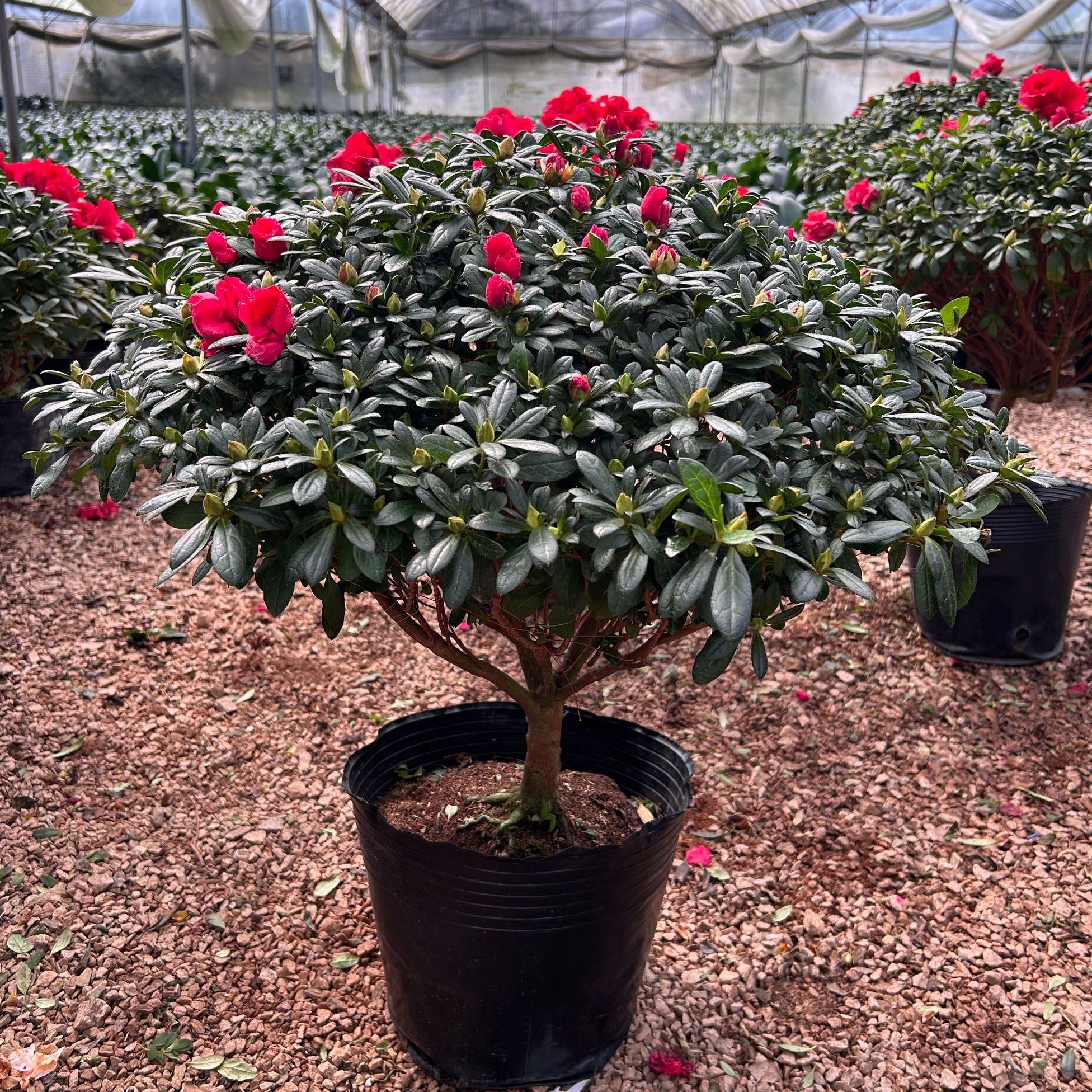 杨梅红大红色杜鹃花盆栽室内外多季开花绿植物带花苞好养易活西鹃