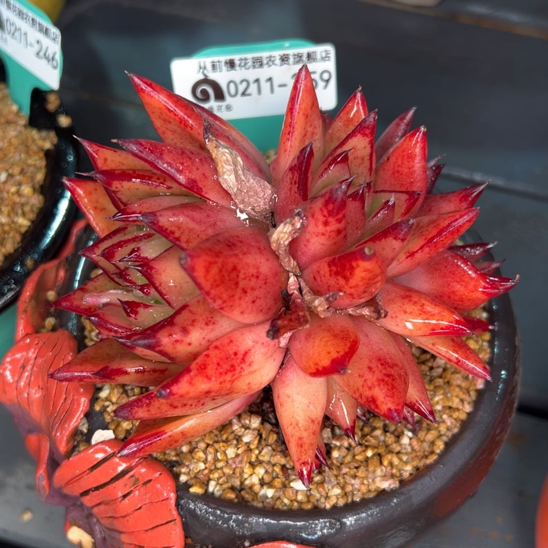 从前慢多肉精选编号0211.259