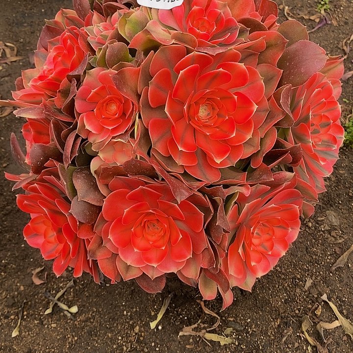 多肉香妃778多肉