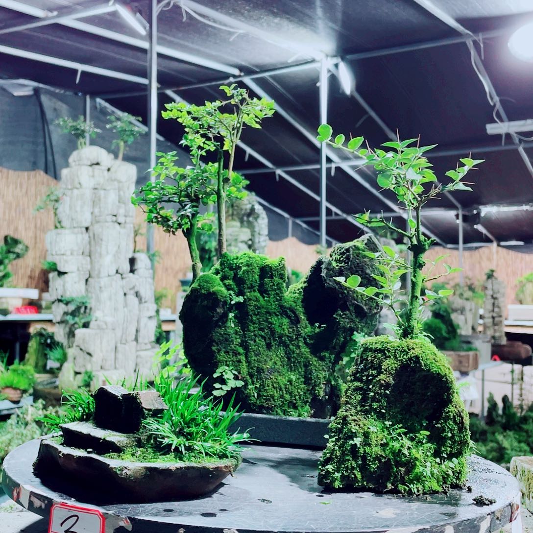 剑***高无花朵新品发布的时候就已经