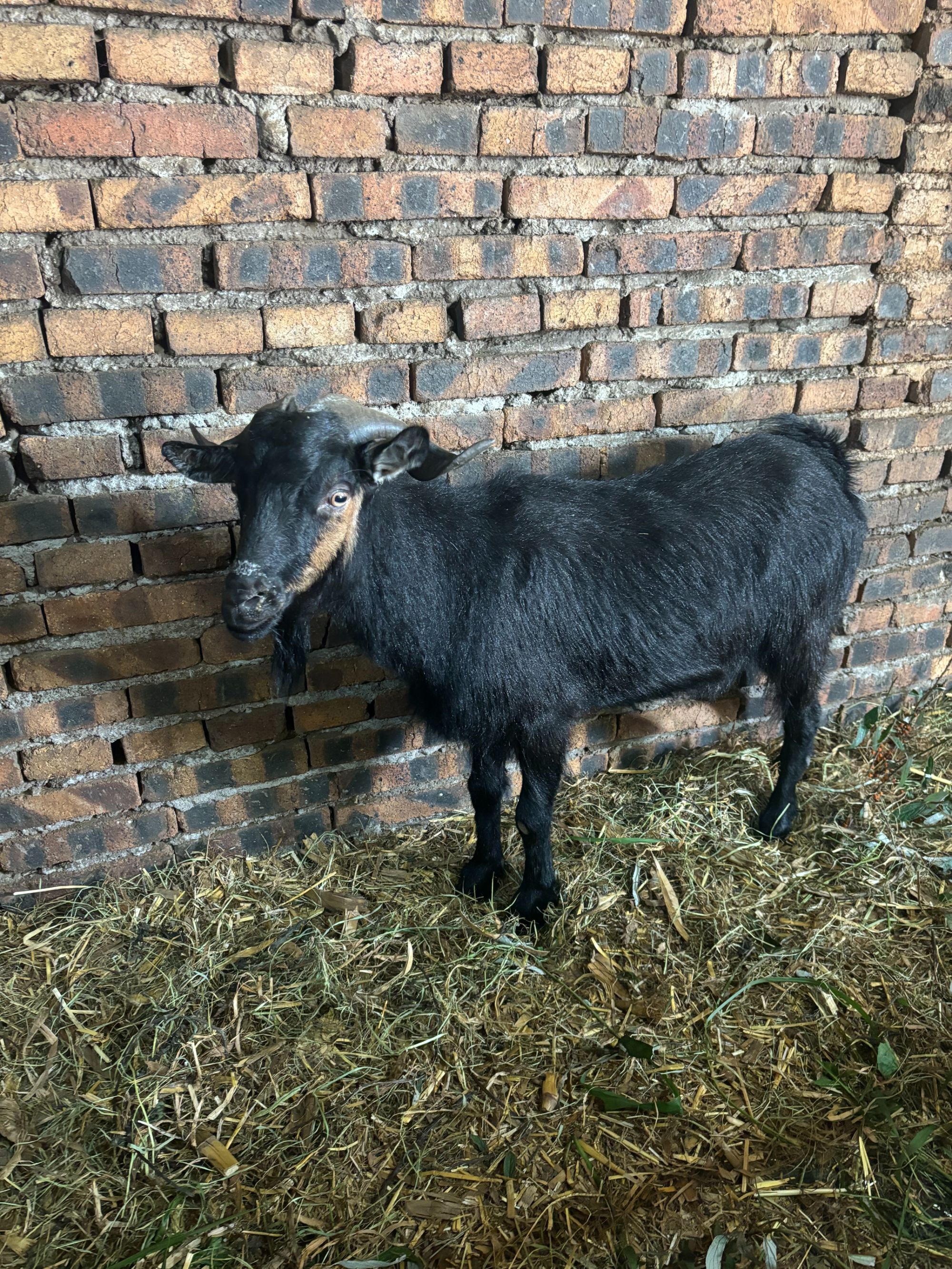 一物一拍【羊肉现场称重】改价链接(云南本地散养大羯羊)