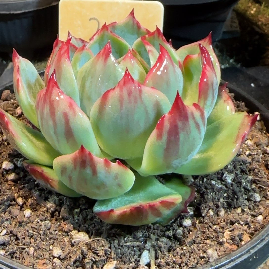 花脸惊鸿一物一拍包装收缩花旱200