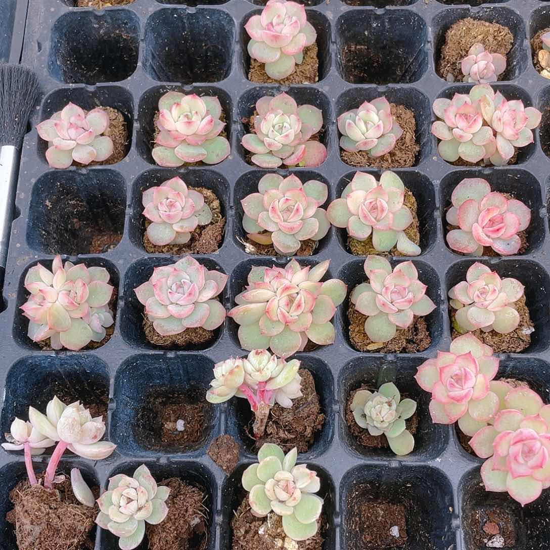 玉笛穴一个满25包邮