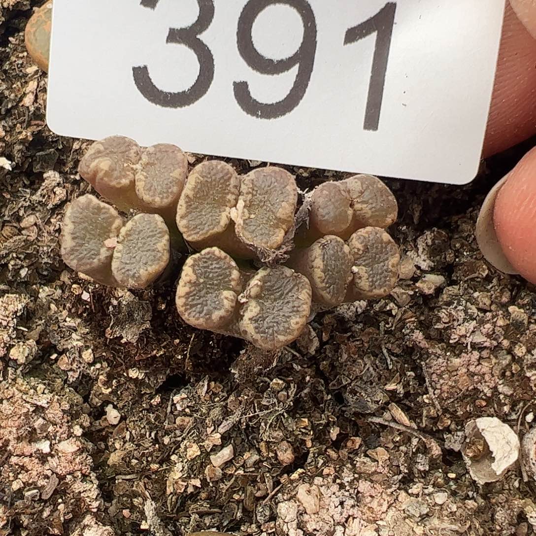 一物一拍优选蕾丝蝴蝶勋章391