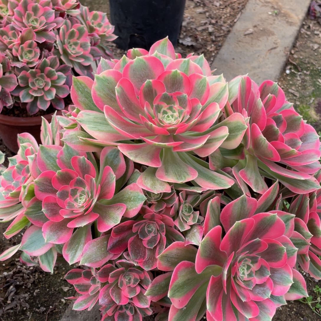 059粉女郎精品法师多肉