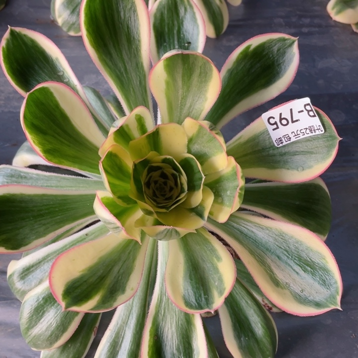 795艳资多肉1，12345678