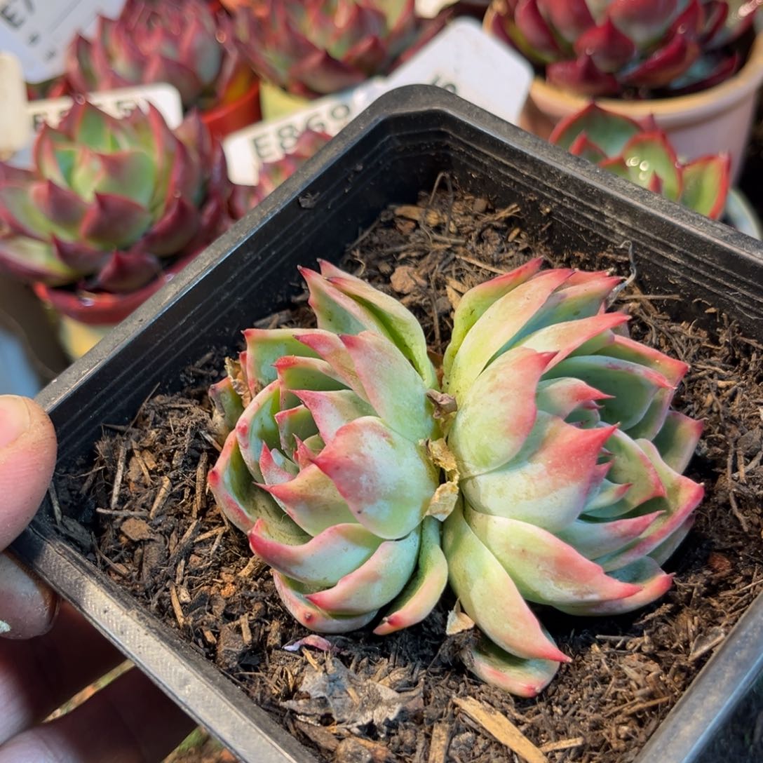 惊鸿一瞥多肉植物特价