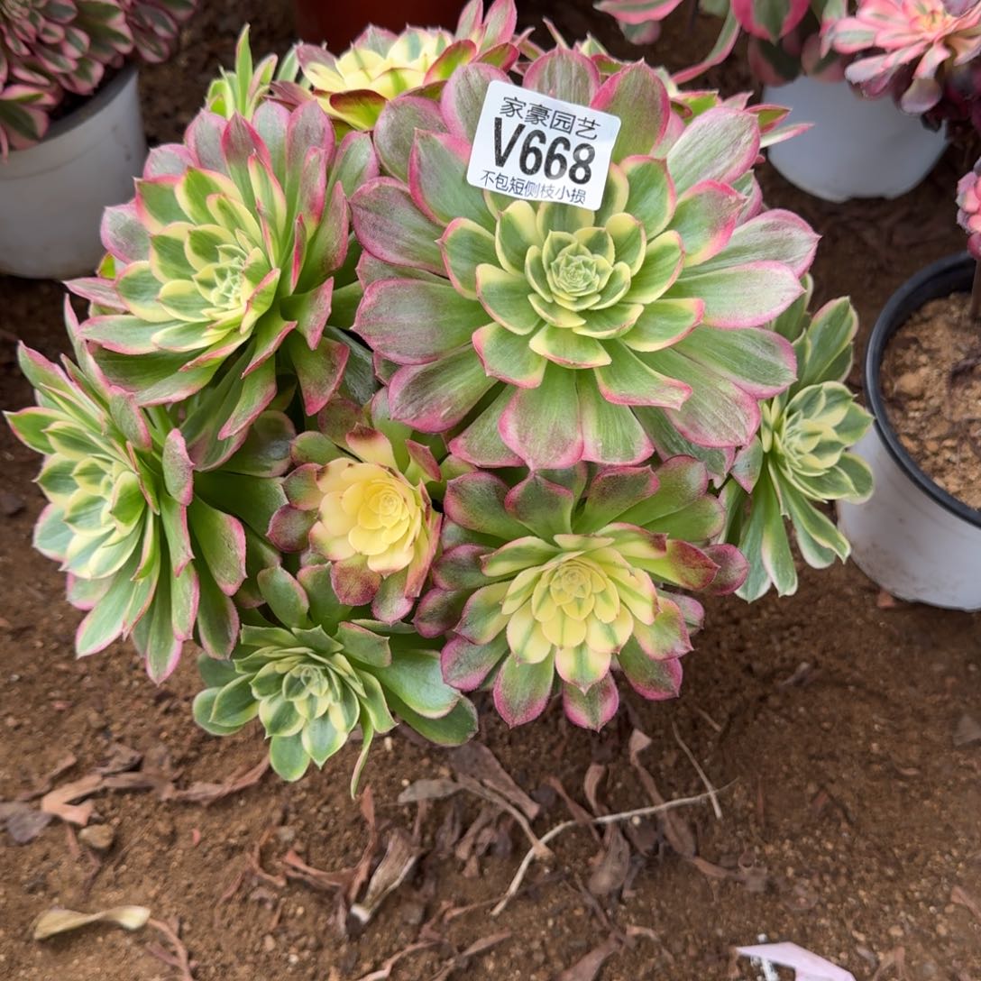 668海王官服25左右2