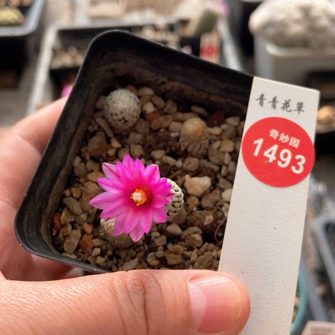 四颗一盒打包的6688569