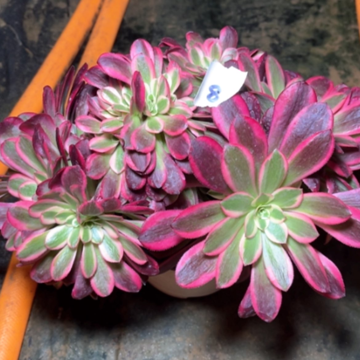 【闪购商品】8美杜莎缀多肉法师