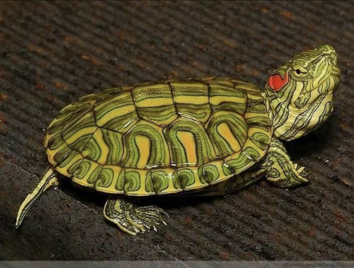 通用宠物活体链接八