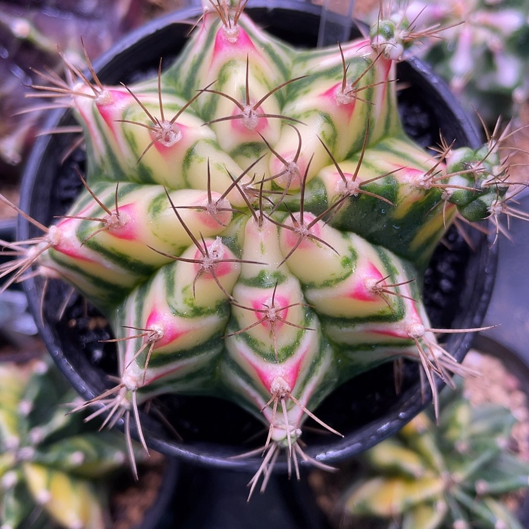 1-109米哈白花田6.6厘米