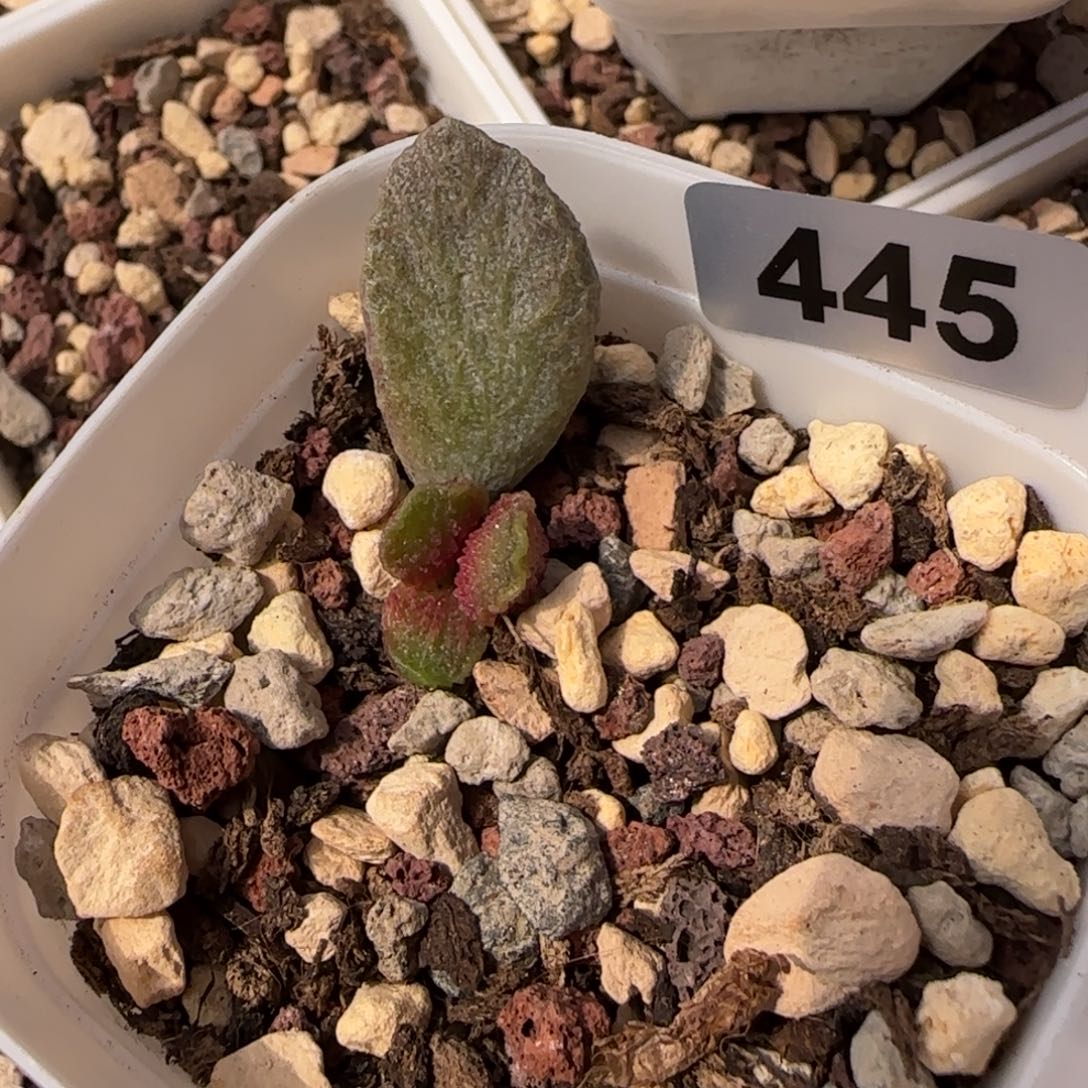 大鱼海棠水泡多肉植物445