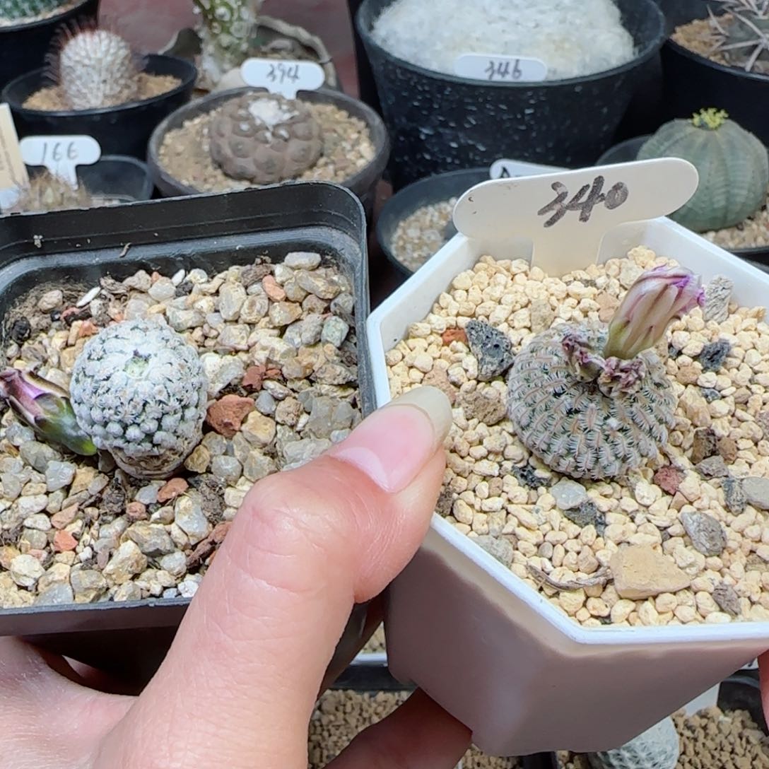 340实生赤花蔷薇丸➕赤花精巧殿多肉