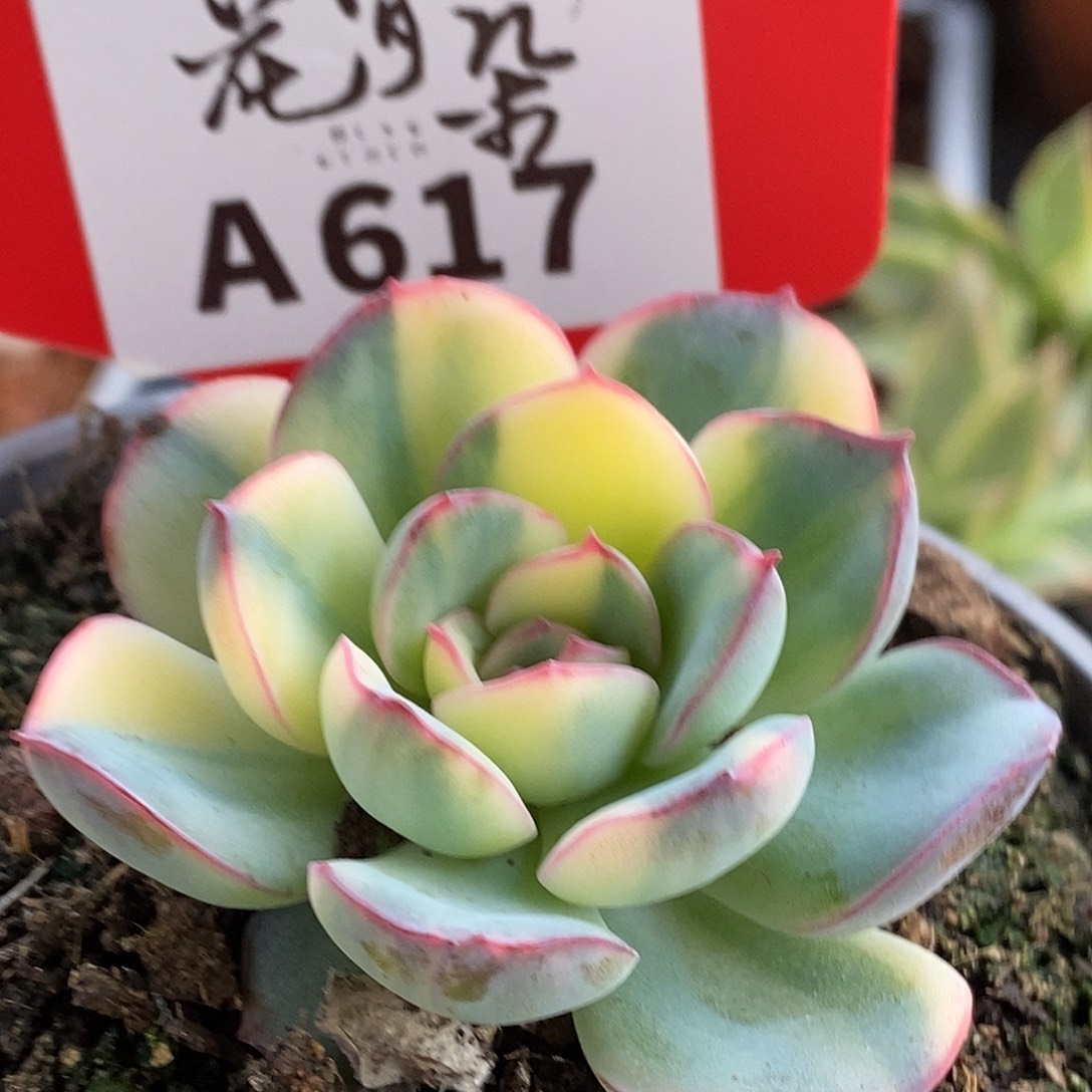 *****617哈哈哈哈哈哈哈哈哈