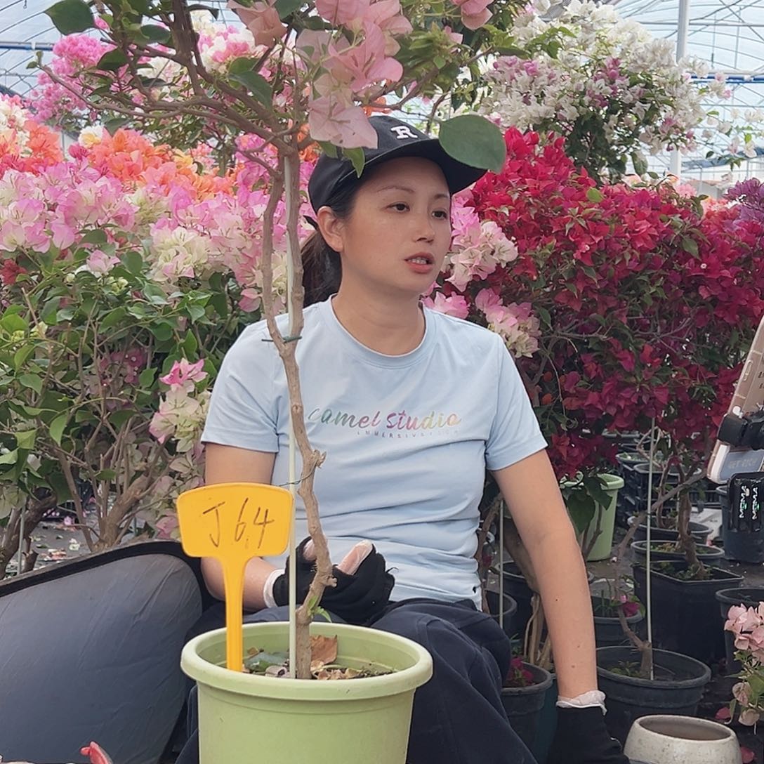 幺***捌大部分花苞少量开放J64棒棒糖一颗