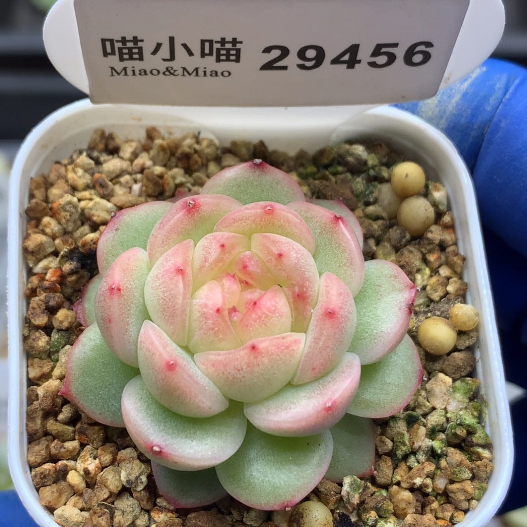 多肉植物杂交珍妮