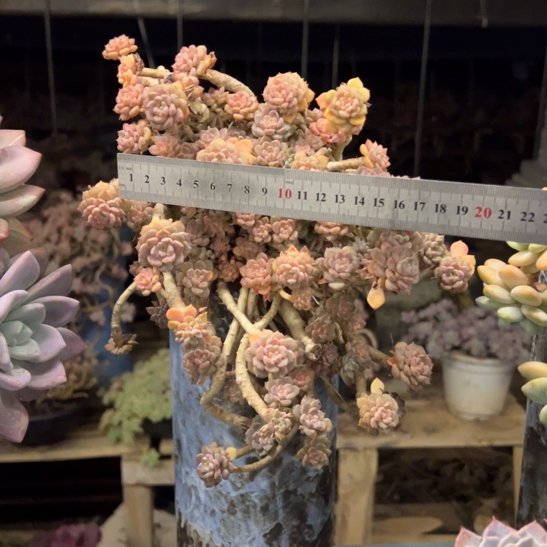 露养老桩脱土裸根粉布偶