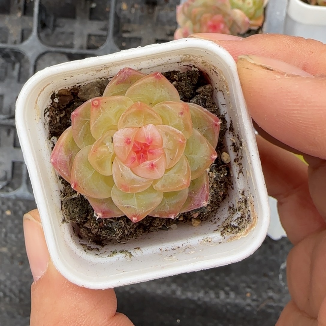 天***师208-1 盆白灯下一个满25包邮