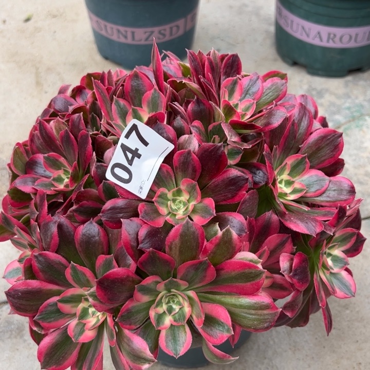 047女郎25厘米左右