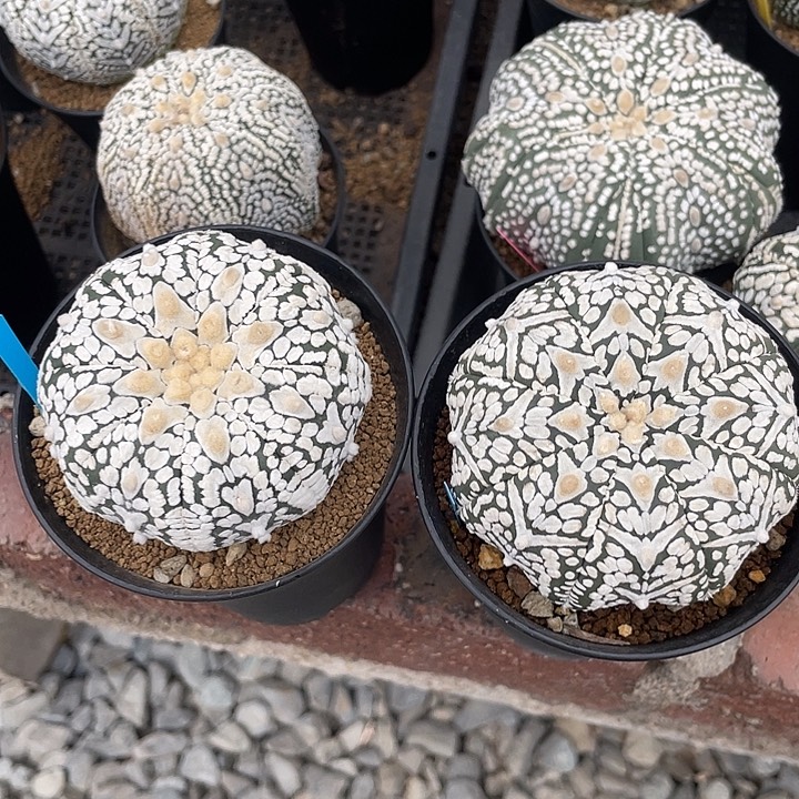 实生V兜福利福利福利