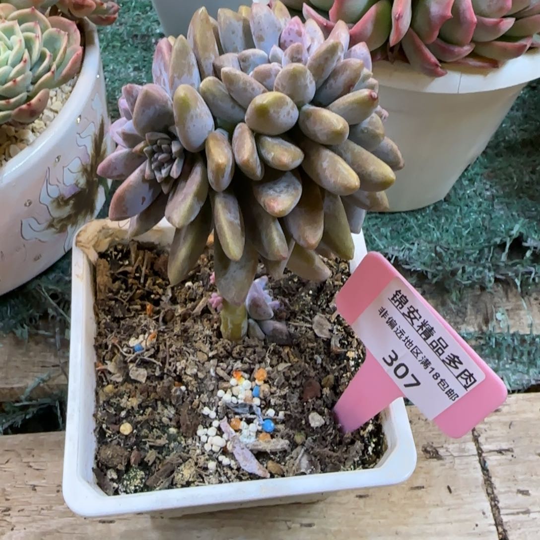 i***L锦安精品多肉植物307