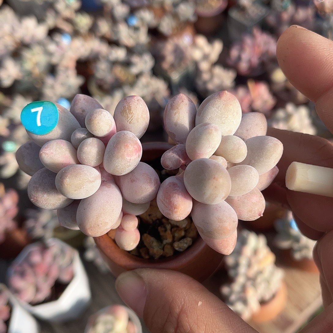 奶尖 脱土发货 4口盆