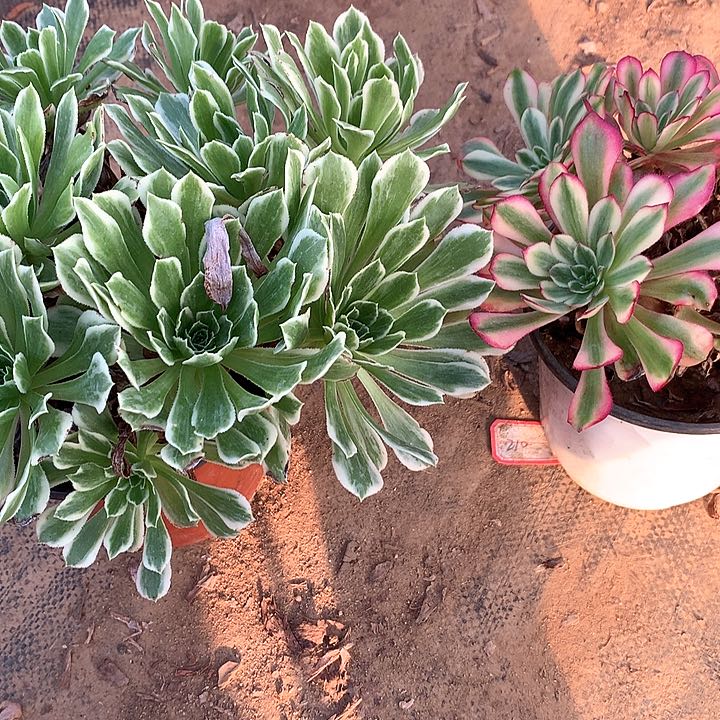 快****?多肉植物碧浪月蝉组合133