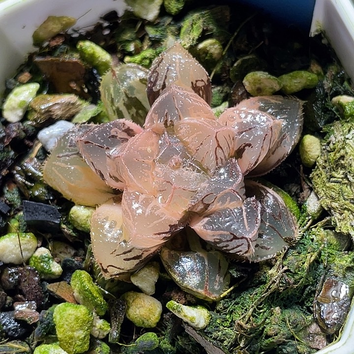 525超锦粉黛锦福利一物