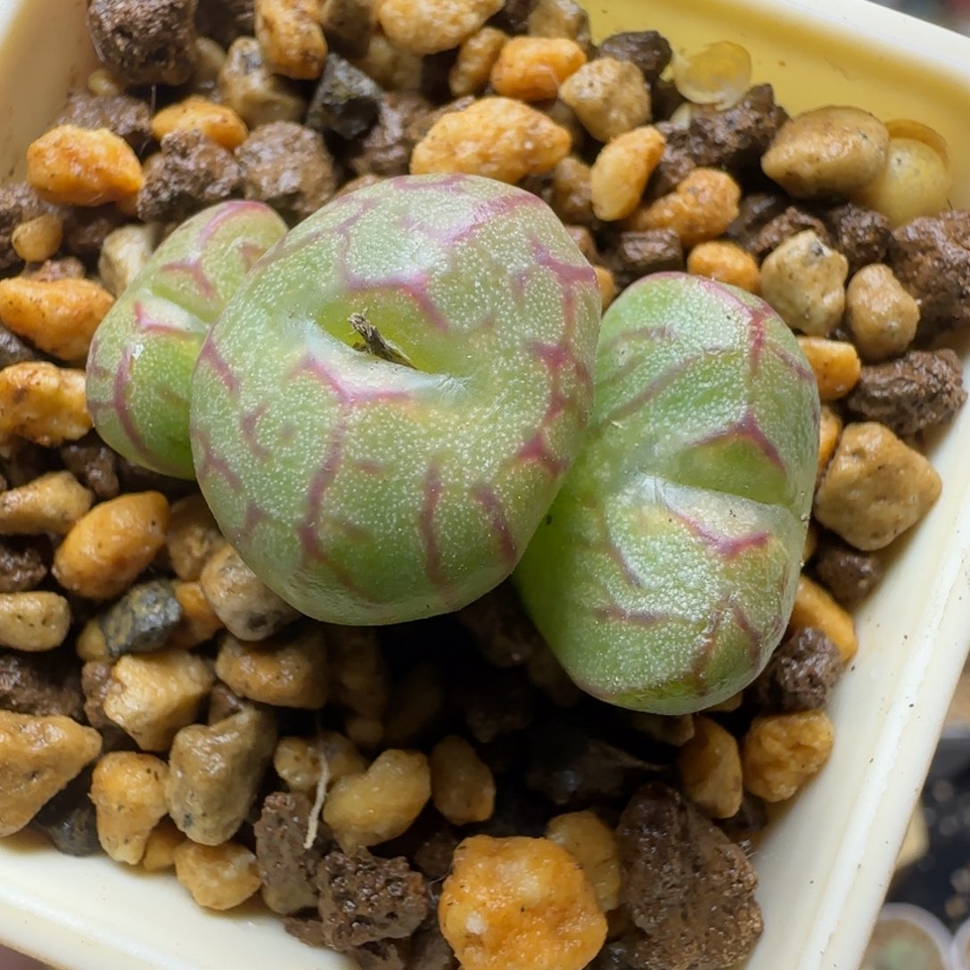 多肉植物送奶工杂81号