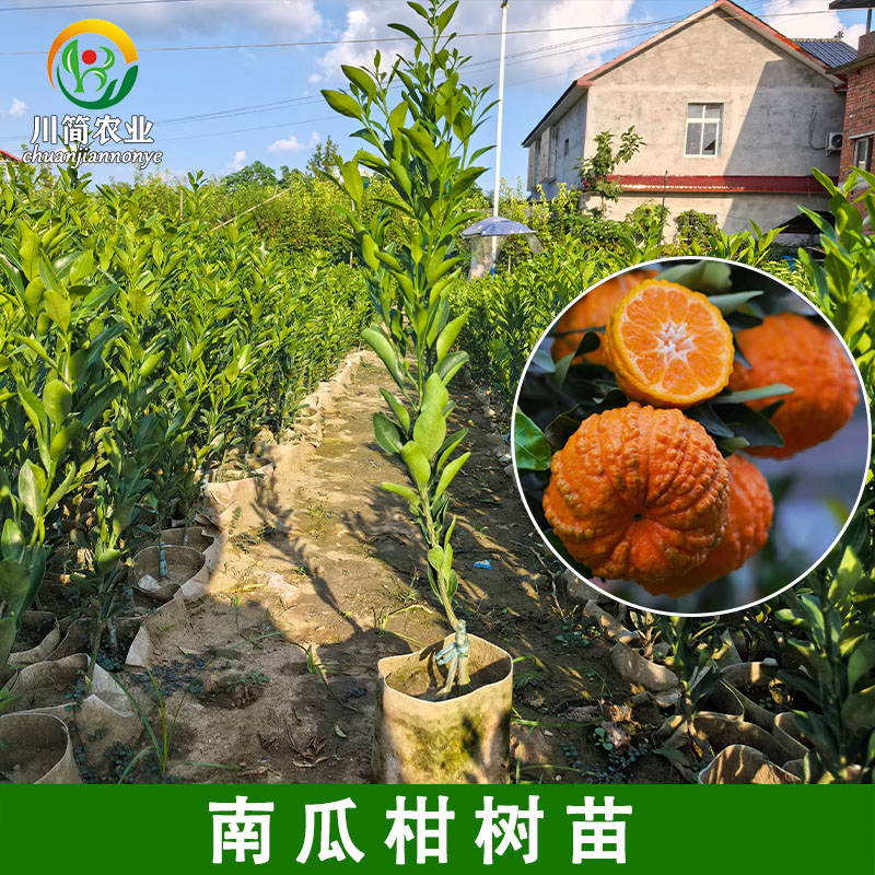 新品种南瓜柑树苗南瓜橘四川嫁接果树苗庭院盆栽地栽橘子树苗