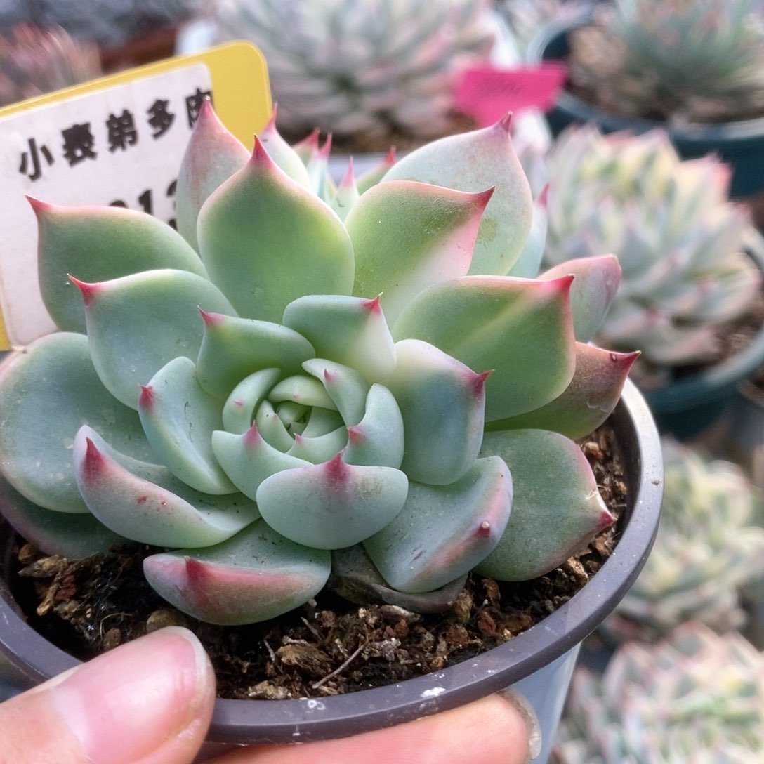 C134锦锦锦锦锦锦锦