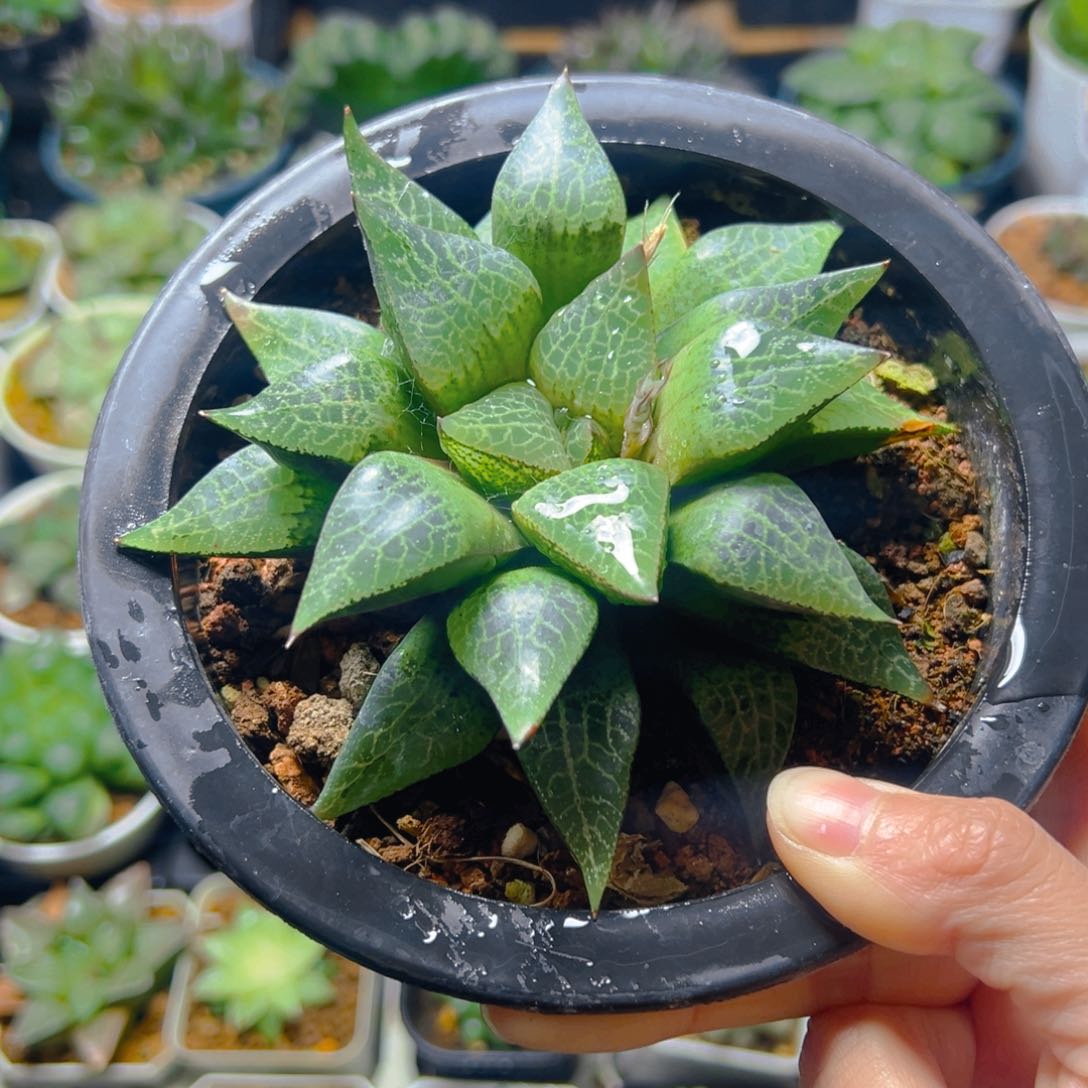 康平玉露多肉多肉多肉1