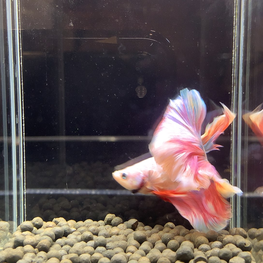 斗鱼七弟泰国斗鱼120