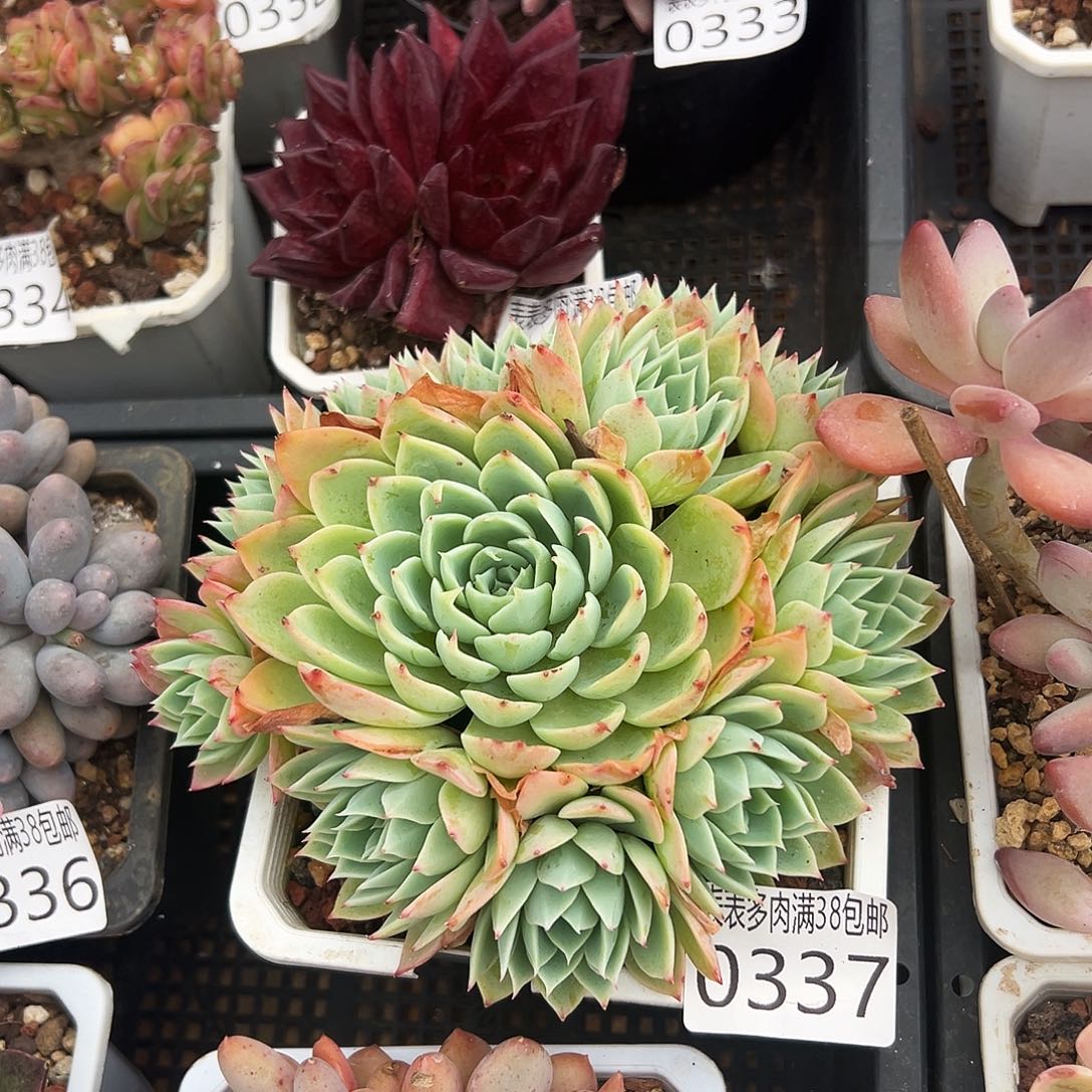 多肉一物一拍植物0337