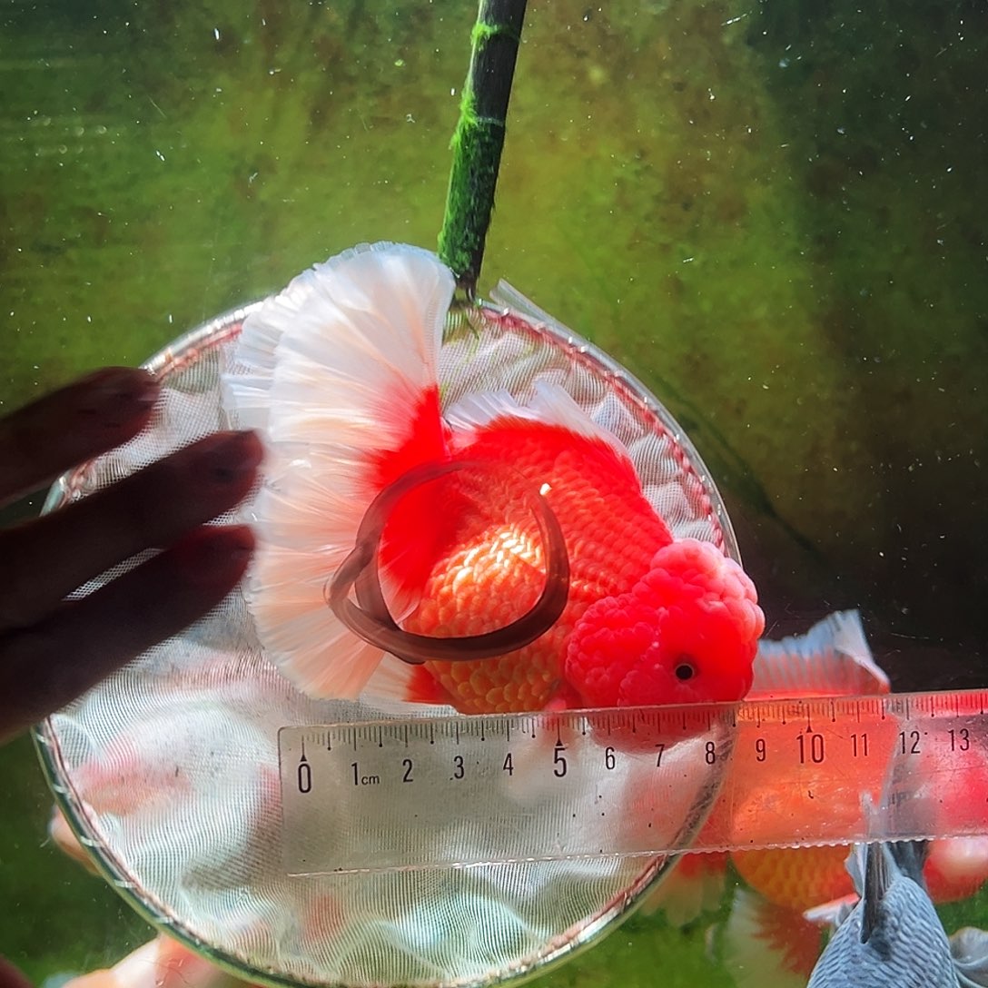 金鱼冷水金鱼百褶泰狮