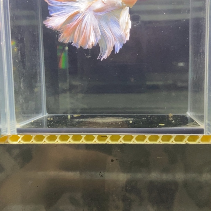 斗鱼包活不包损所见即所得256