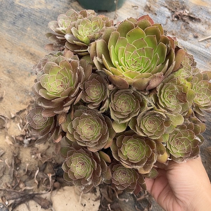 红魔多肉植物法师19