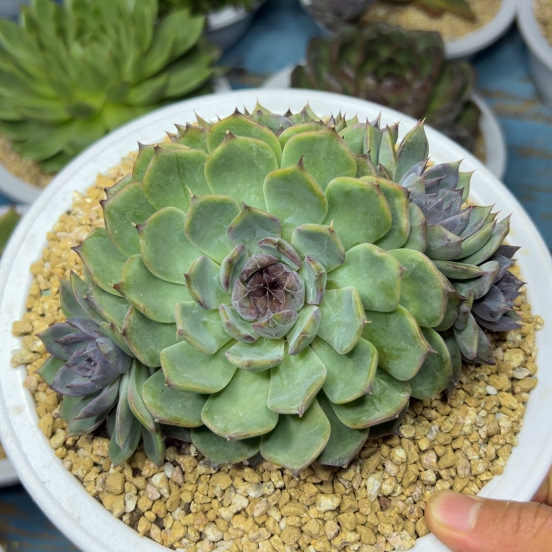 蓝莓，一物一拍，，04