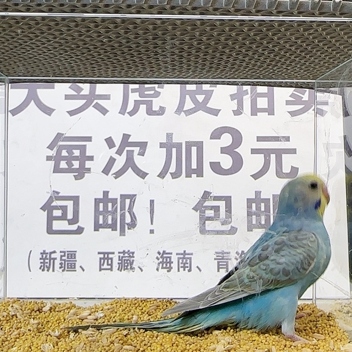 虎皮鹦鹉金彩金彩