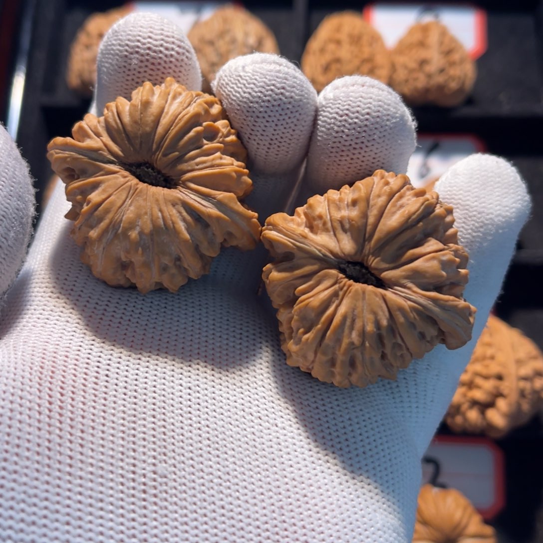 秦皇岛山地果全品—10