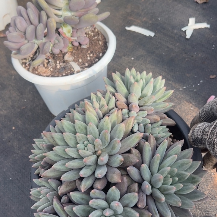 宋***.035云欣多肉植物红蜻蜓