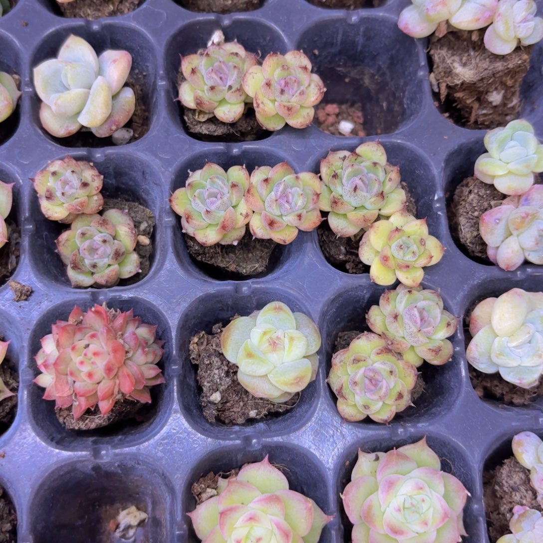 赤水晶一颗量拍1111