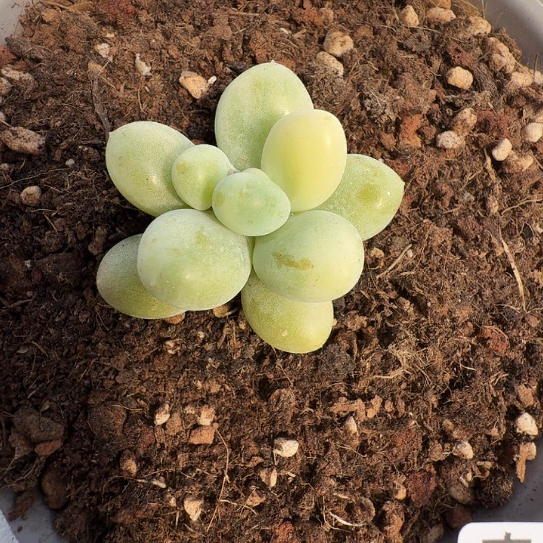 奶酪锦1111111121-223