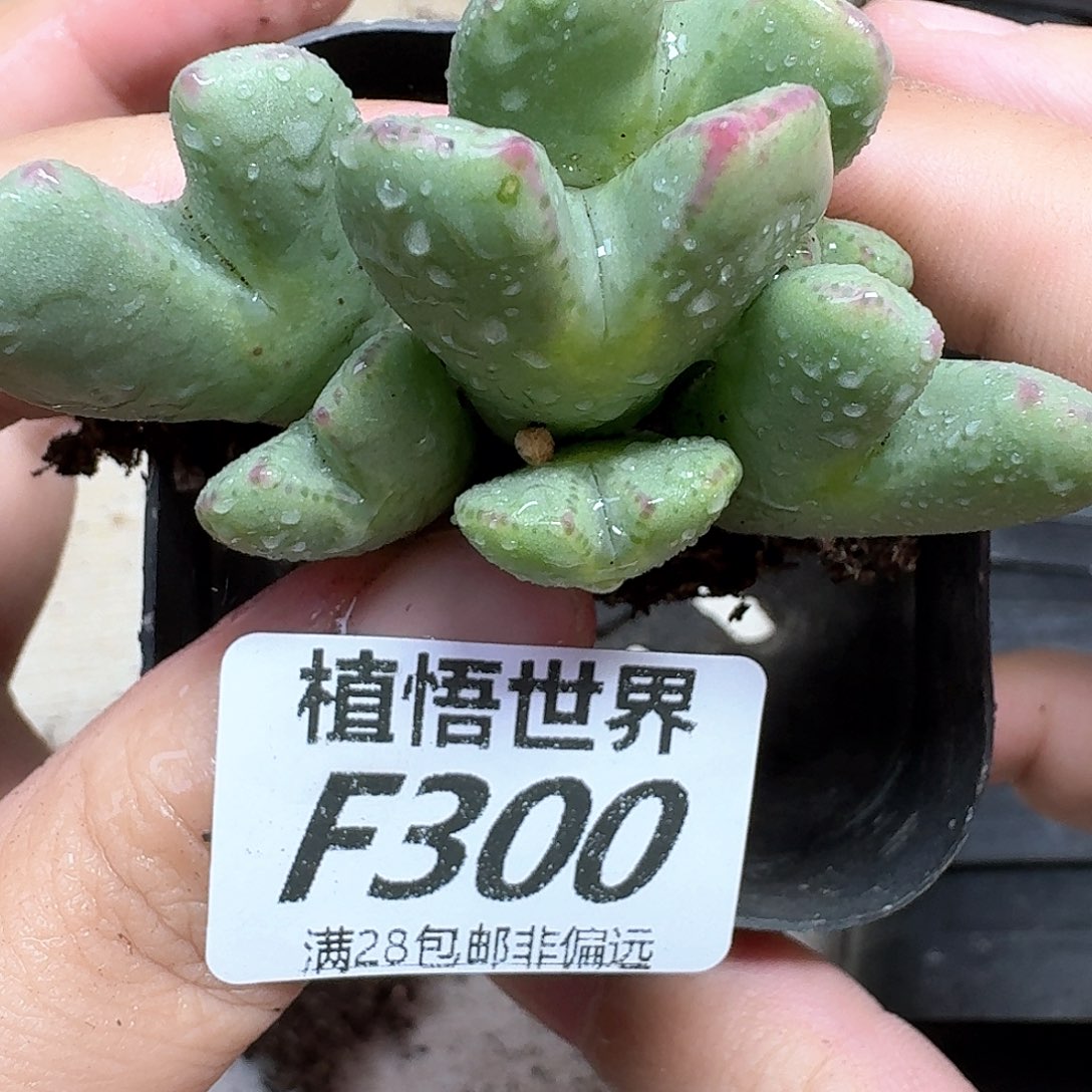 dr多肉植物的润泽