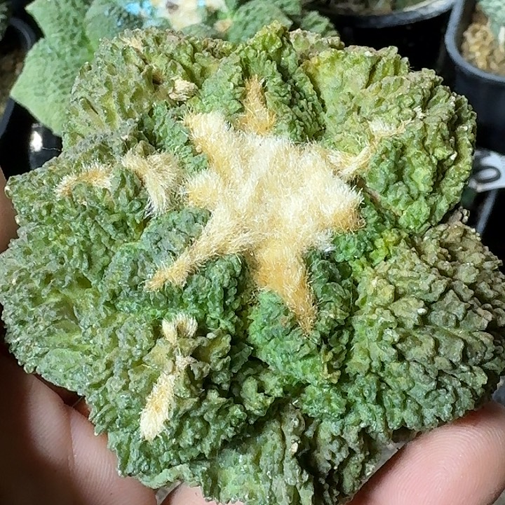 无花朵自根哥斯拉644